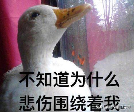 娱乐吃瓜酱鸭鸭视频大全,盘点热门视频大全
