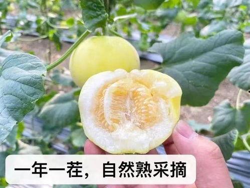 娱乐吃瓜小蜜蜂,揭秘娱乐圈那些不为人知的幕后故事
