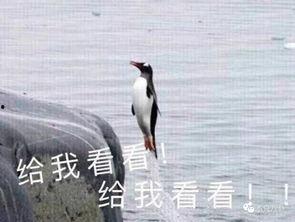 娱乐吃瓜君爆料遛鸟,遛鸟背后的明星趣事大揭秘