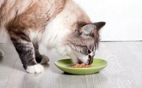 娱乐吃瓜酱猫条,揭秘娱乐圈那些不为人知的幕后故事