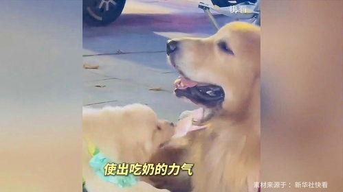 娱乐吃瓜酱精神抚慰犬,陪你度过欢乐时光的治愈伙伴