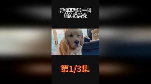 娱乐吃瓜酱精神抚慰犬,陪你度过欢乐时光的治愈伙伴
