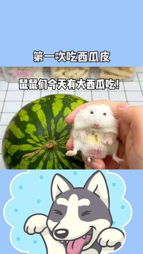 娱乐吃瓜鼠,揭秘娱乐圈那些不为人知的幕后故事