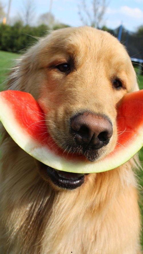 娱乐吃瓜酱埋狗,揭秘娱乐圈背后的“埋狗”真相