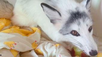 娱乐吃瓜丫狐狸