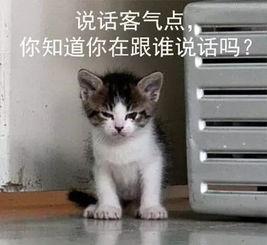 吃瓜娱乐的喵哥是谁啊,网络红人的魅力与影响力