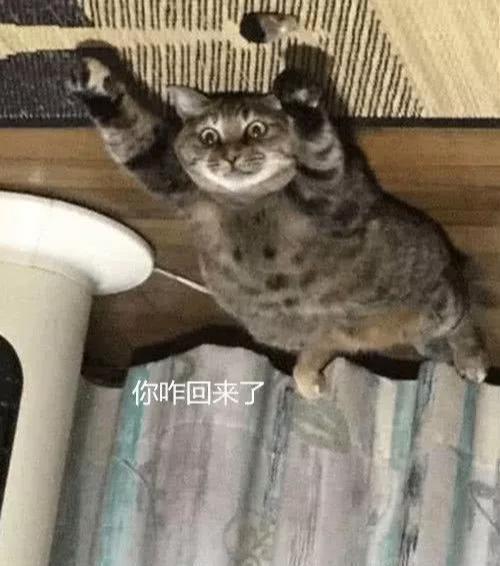 娱乐吃瓜酱出门忘关空调,娱乐吃瓜酱上演“电费刺客”