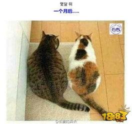 娱乐吃瓜猫咪视频大全下载