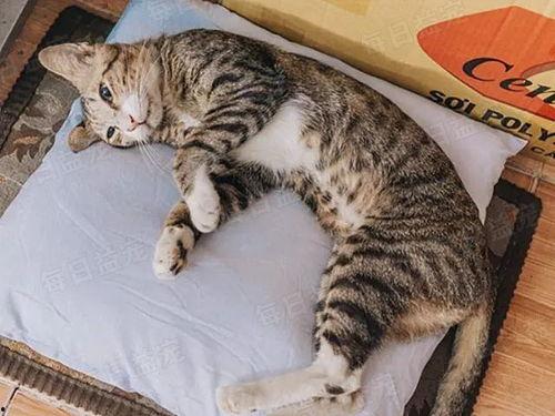 娱乐吃瓜猫咪视频大全下载