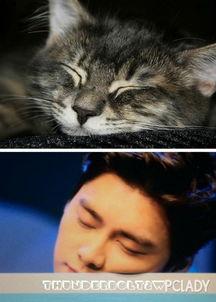 娱乐圈吃瓜猫是谁啊,揭秘神秘“吃瓜猫”的真实身份