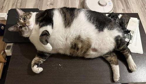 娱乐吃瓜酱小猫睡在哪里