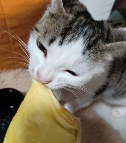 娱乐吃瓜酱小猫睡在哪里